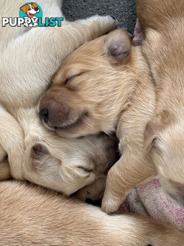 Gorgeous Golden retriever puppies