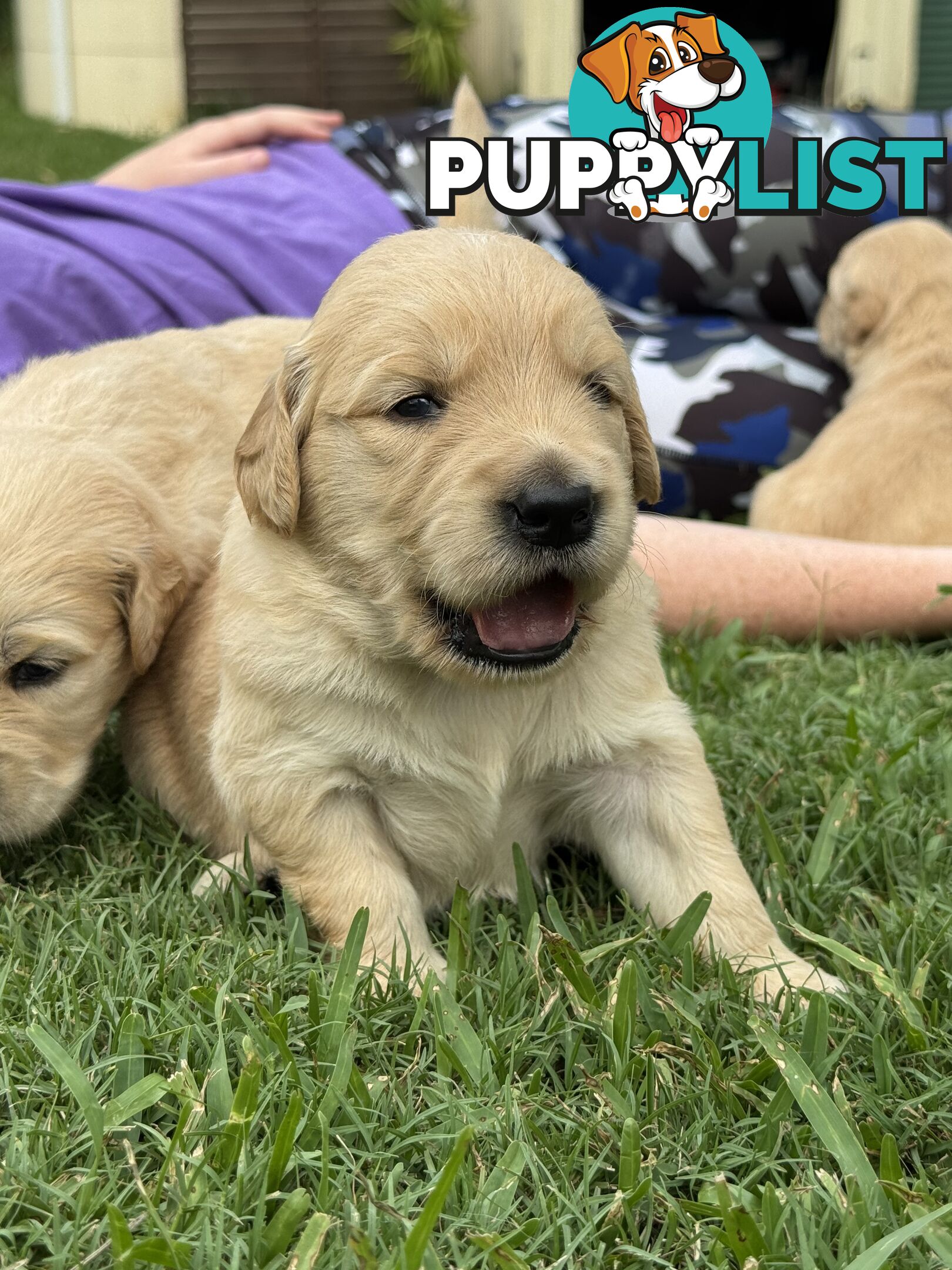 Gorgeous Golden retriever puppies