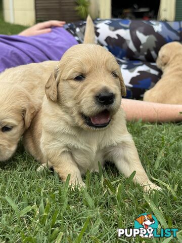 Gorgeous Golden retriever puppies