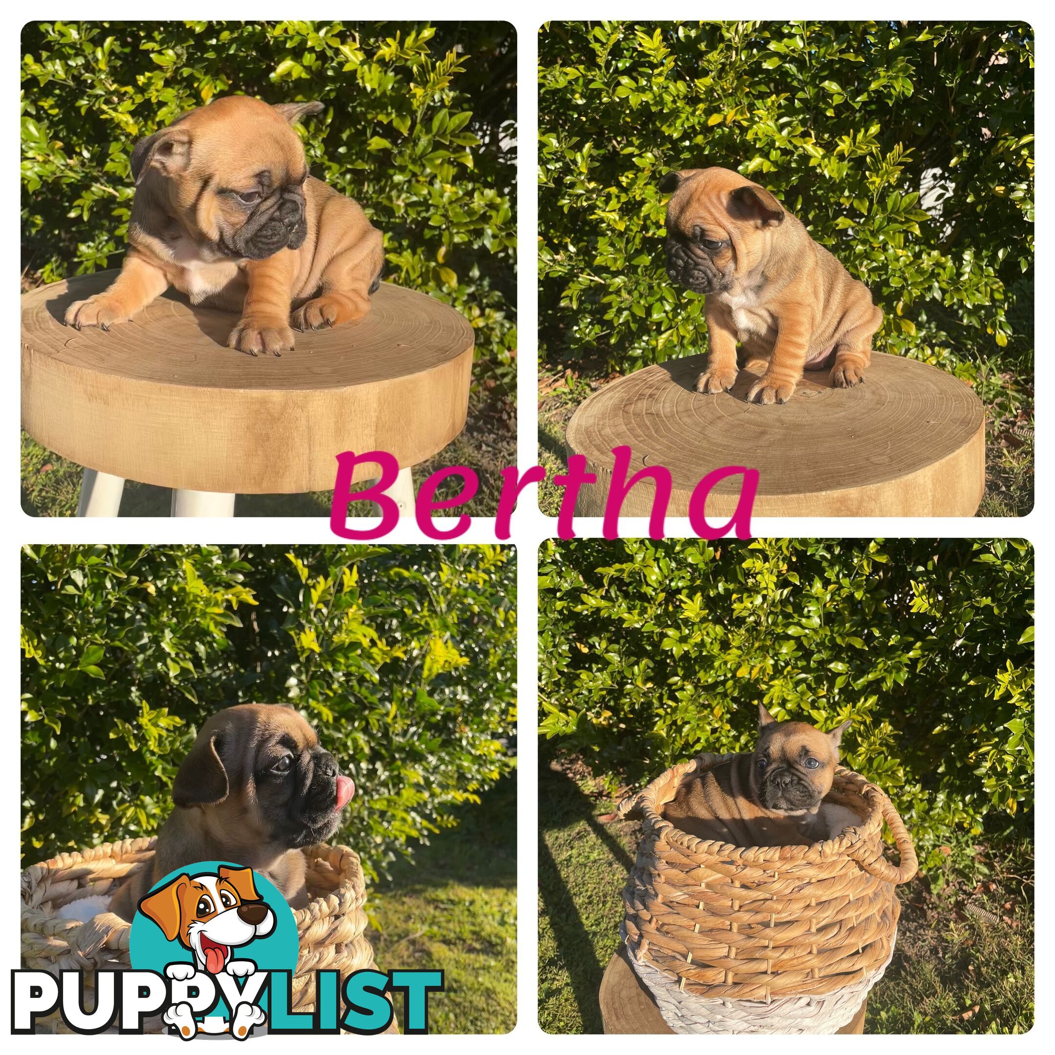 French Bulldog Puppies ready for their forever homes