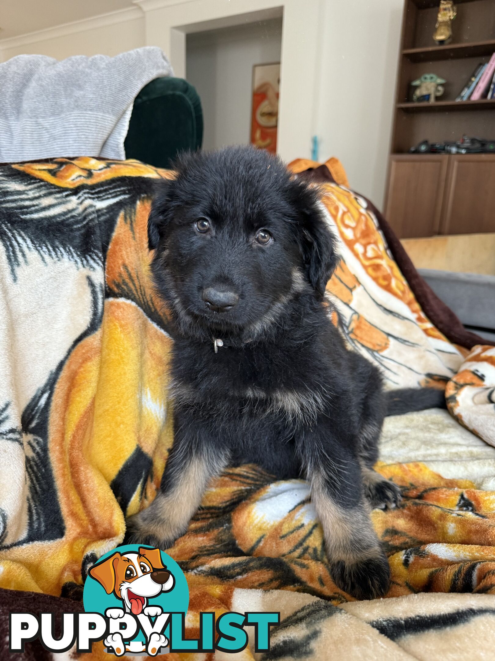 German Shepherd puppies