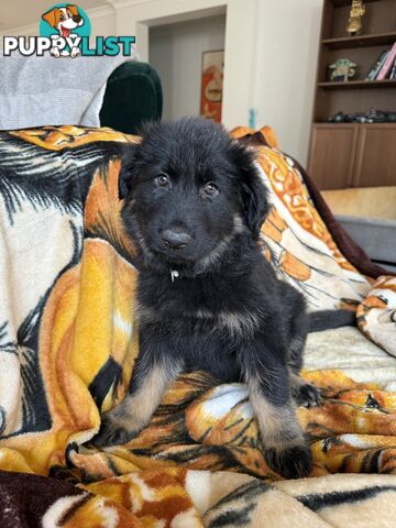 German Shepherd puppies
