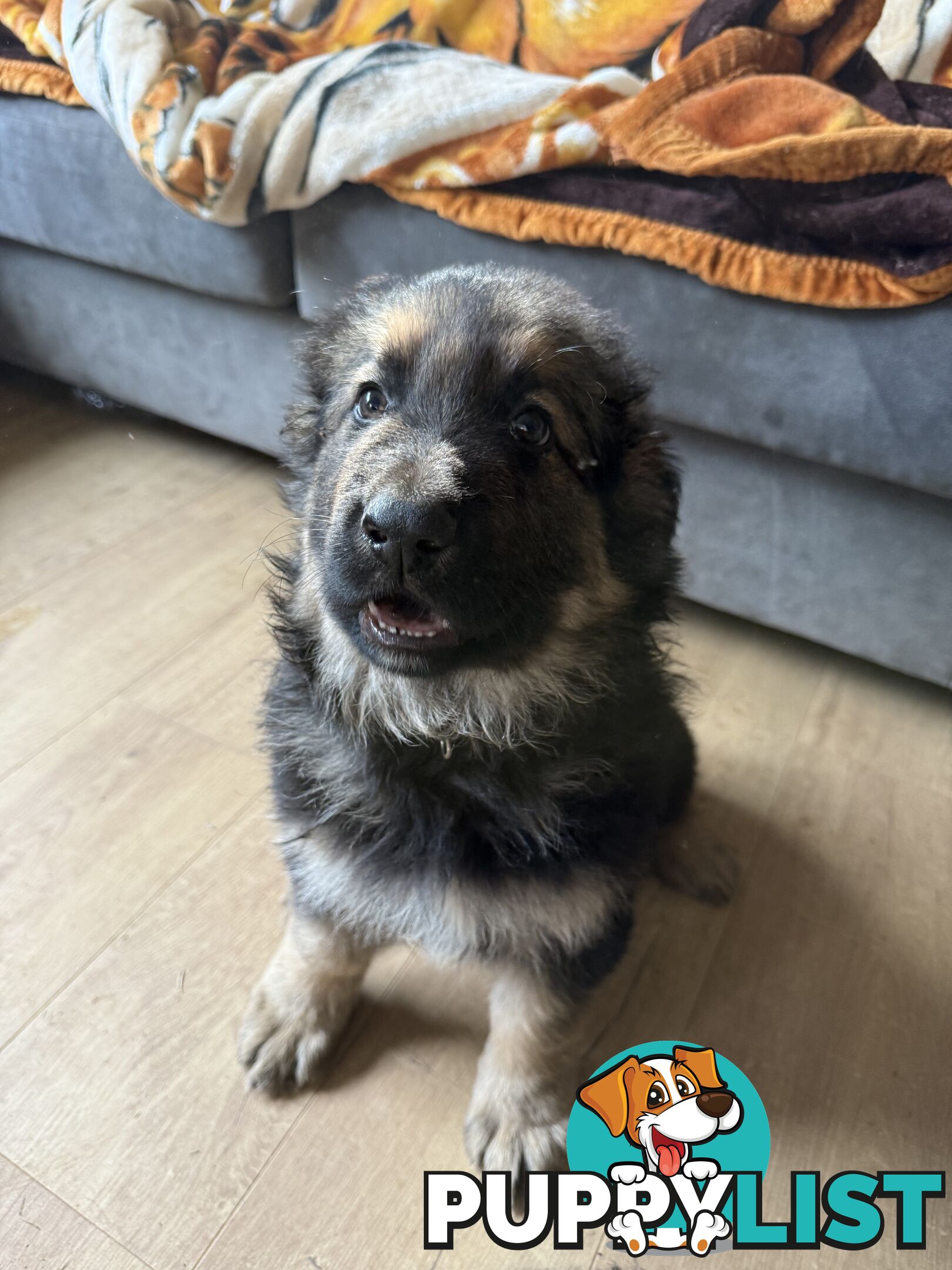 German Shepherd puppies