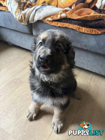 German Shepherd puppies