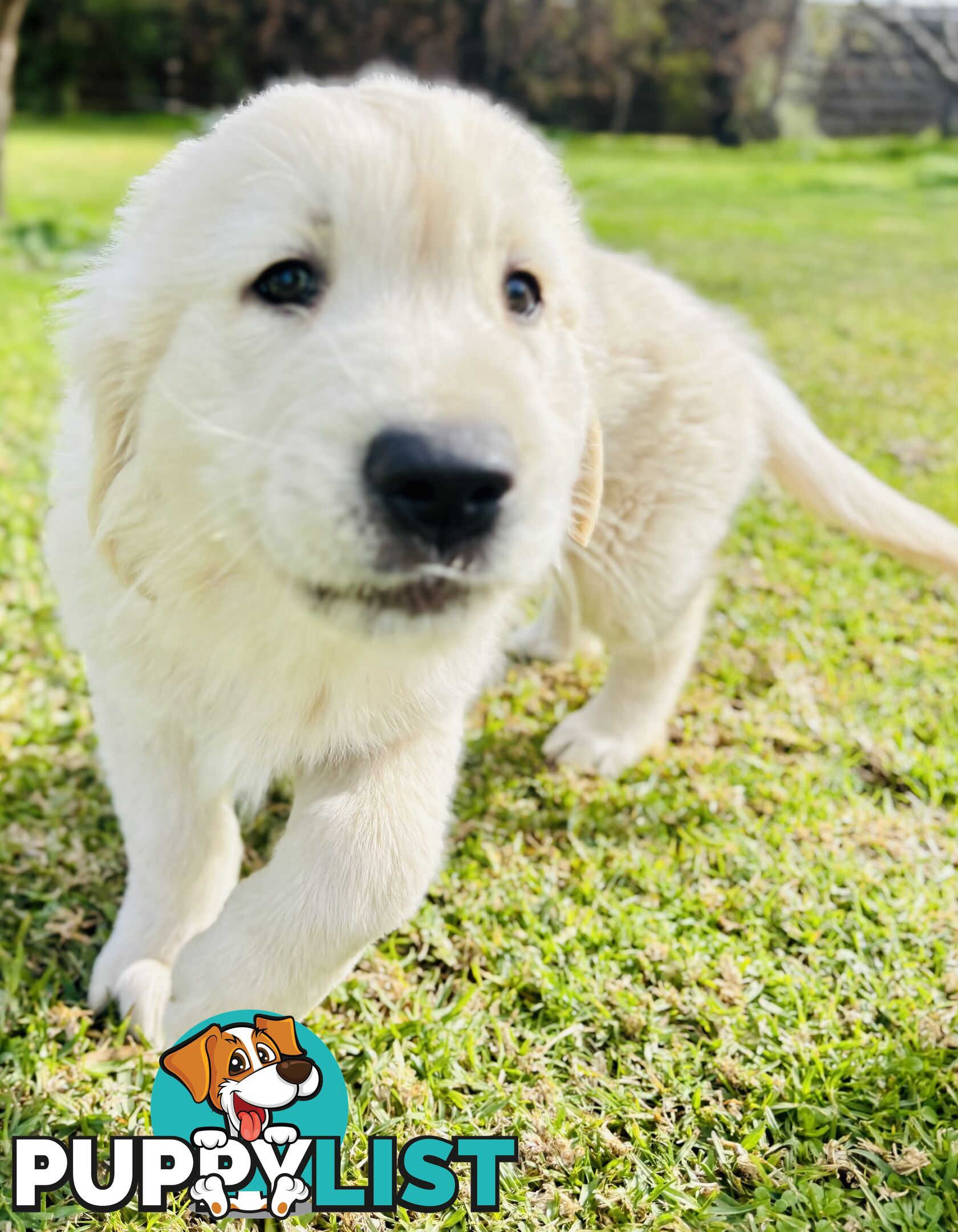 Golden Retriever Puppies That Sleep Thorough the Night!  Love Your Kids — Ready This Week!