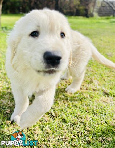 Golden Retriever Puppies That Sleep Thorough the Night!  Love Your Kids — Ready This Week!