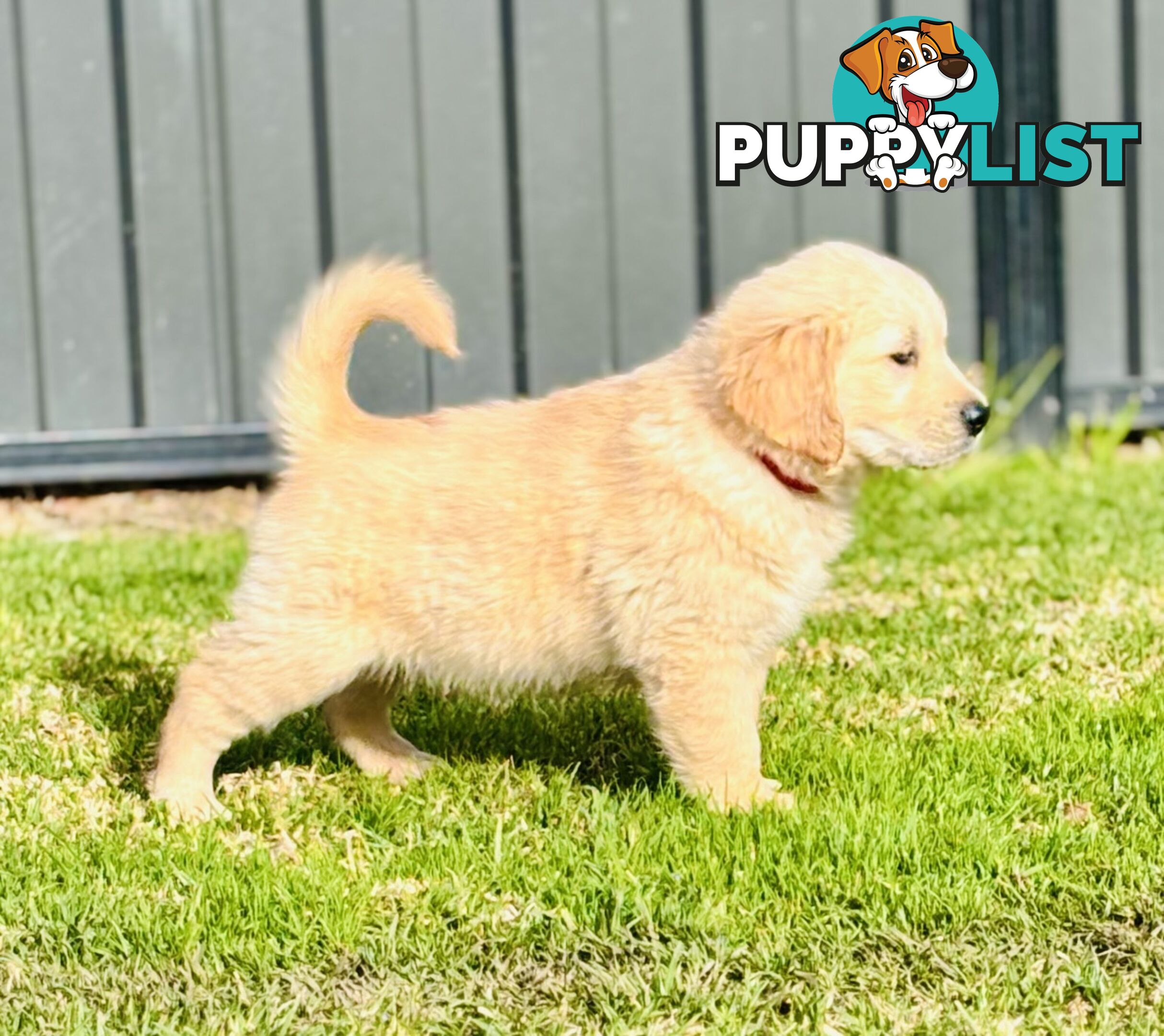 Golden Retriever Puppies That Sleep Thorough the Night!  Love Your Kids — Ready This Week!