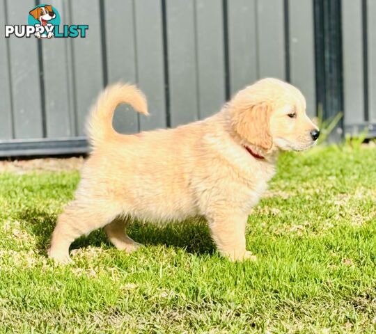 Golden Retriever Puppies That Sleep Thorough the Night!  Love Your Kids — Ready This Week!
