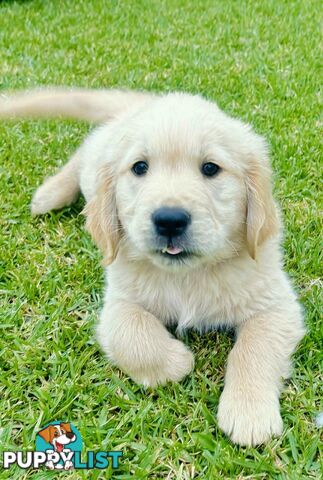 Golden Retriever Puppies That Sleep Thorough the Night!  Love Your Kids — Ready This Week!