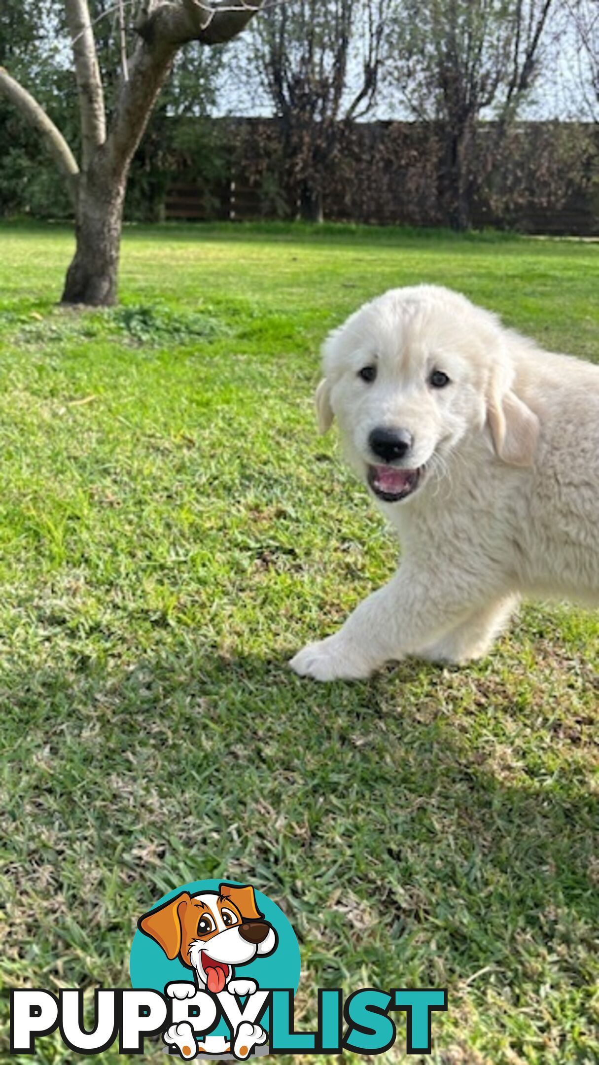 Golden Retriever Puppies That Sleep Thorough the Night!  Love Your Kids — Ready This Week!