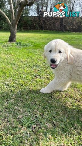 Golden Retriever Puppies That Sleep Thorough the Night!  Love Your Kids — Ready This Week!