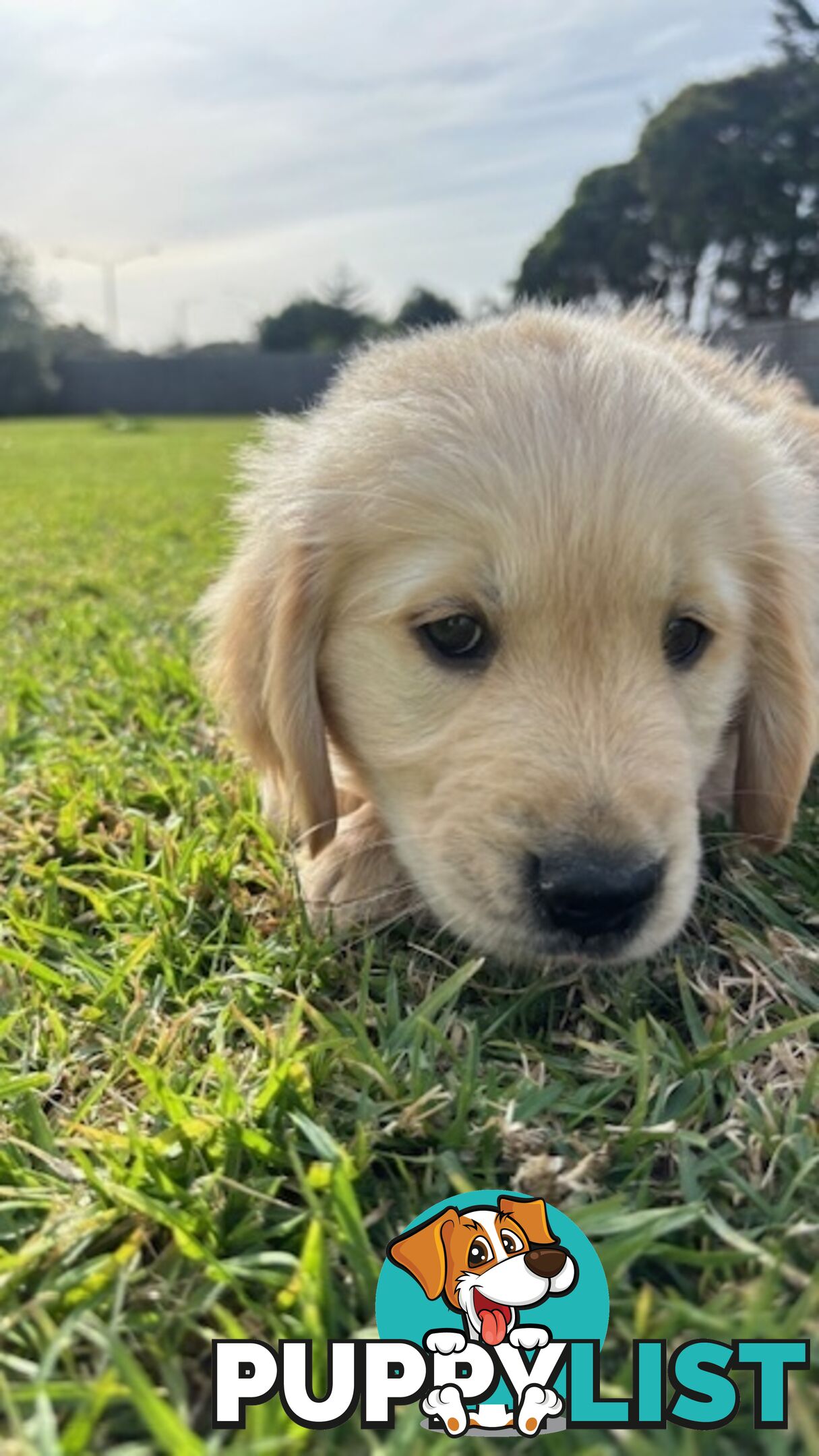 Golden Retriever Puppies That Sleep Thorough the Night!  Love Your Kids — Ready This Week!