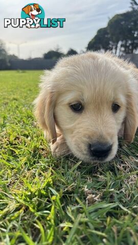 Golden Retriever Puppies That Sleep Thorough the Night!  Love Your Kids — Ready This Week!