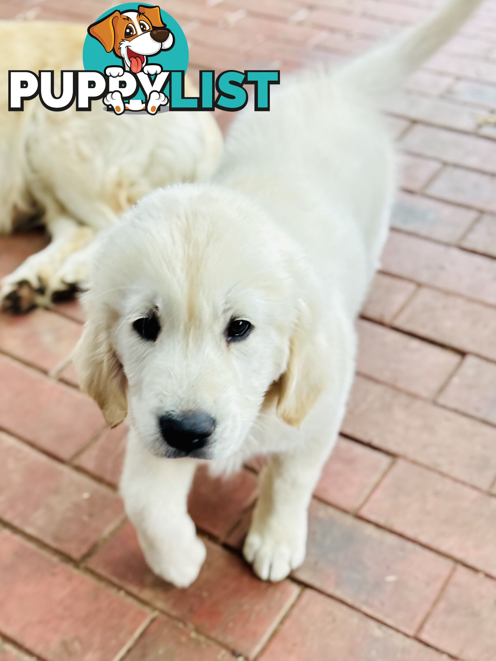 Golden Retriever Puppies That Sleep Thorough the Night!  Love Your Kids — Ready This Week!