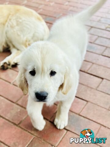 Golden Retriever Puppies That Sleep Thorough the Night!  Love Your Kids — Ready This Week!