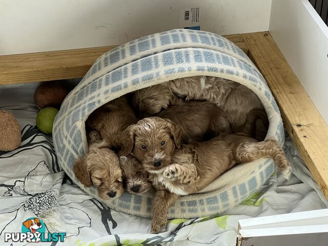 COCKAPOO PUPPIES - TEDDY BEARS-SPOODLE PUPPIES - BENDIGO, LIKE CAVOODLES,GROODLES,LABRADORE.POODLE