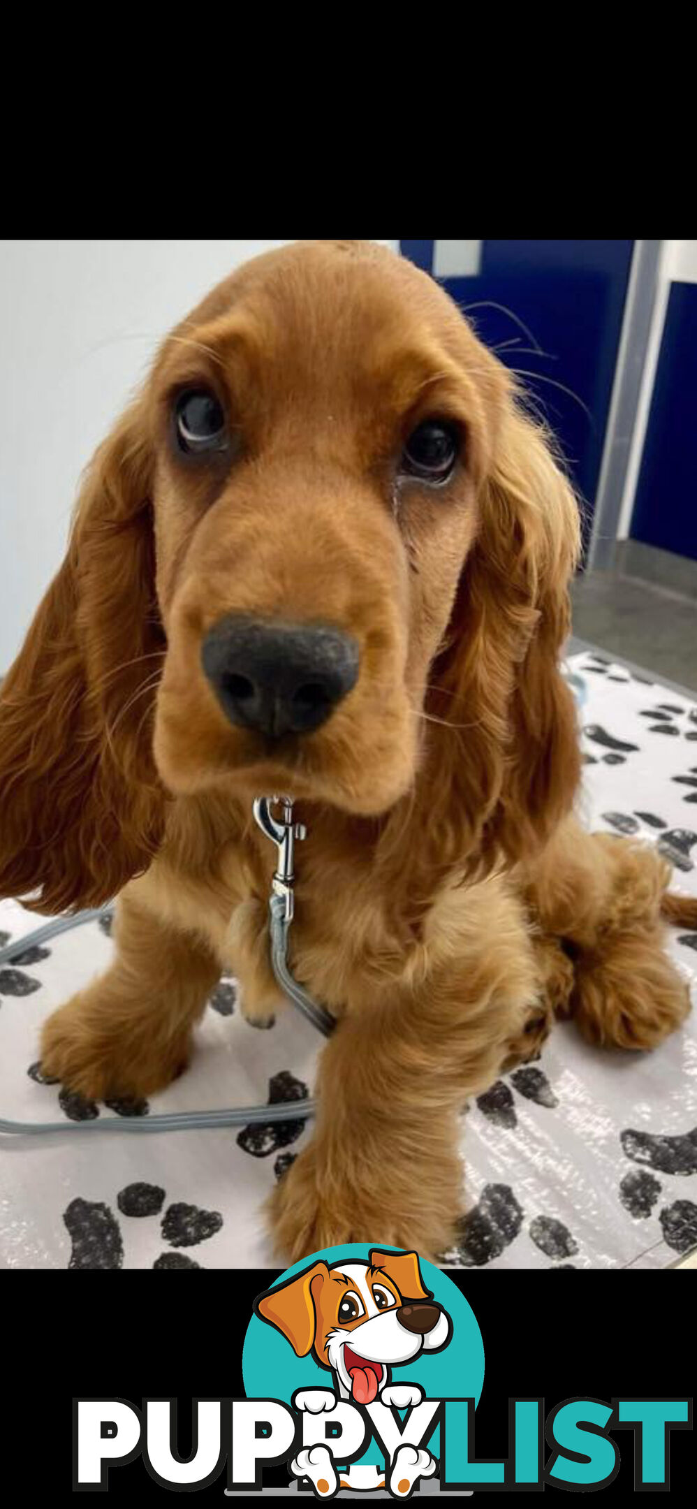 PURE BRED GOLDEN COCKERSPANIEL PUPPIES