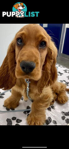 PURE BRED GOLDEN COCKERSPANIEL PUPPIES