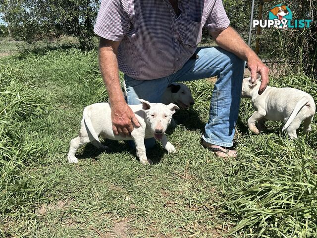 Pure breed Roman nose bull terriers