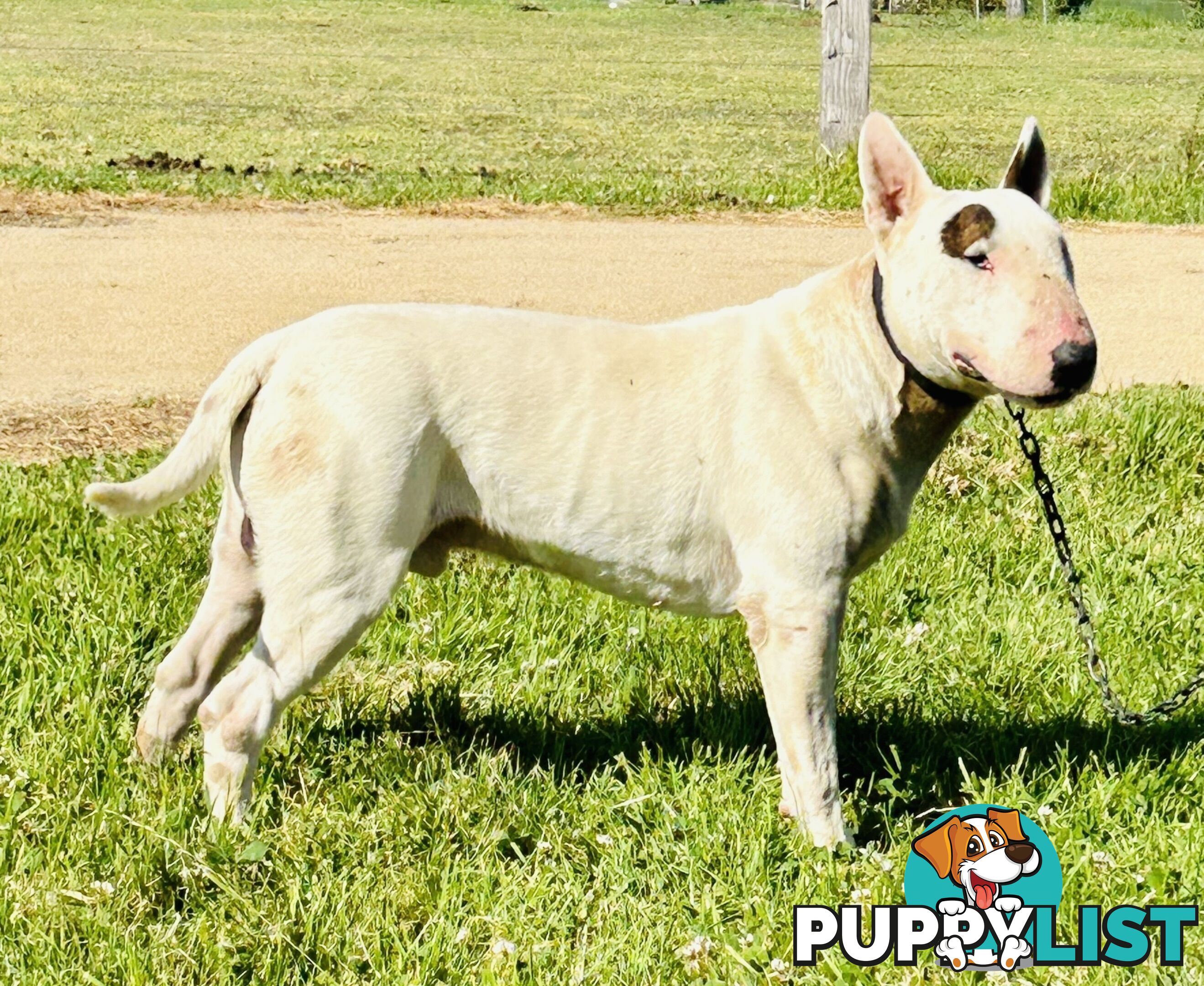 Pure breed Roman nose bull terriers