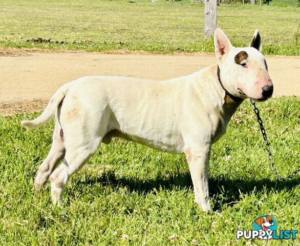 Pure breed Roman nose bull terriers