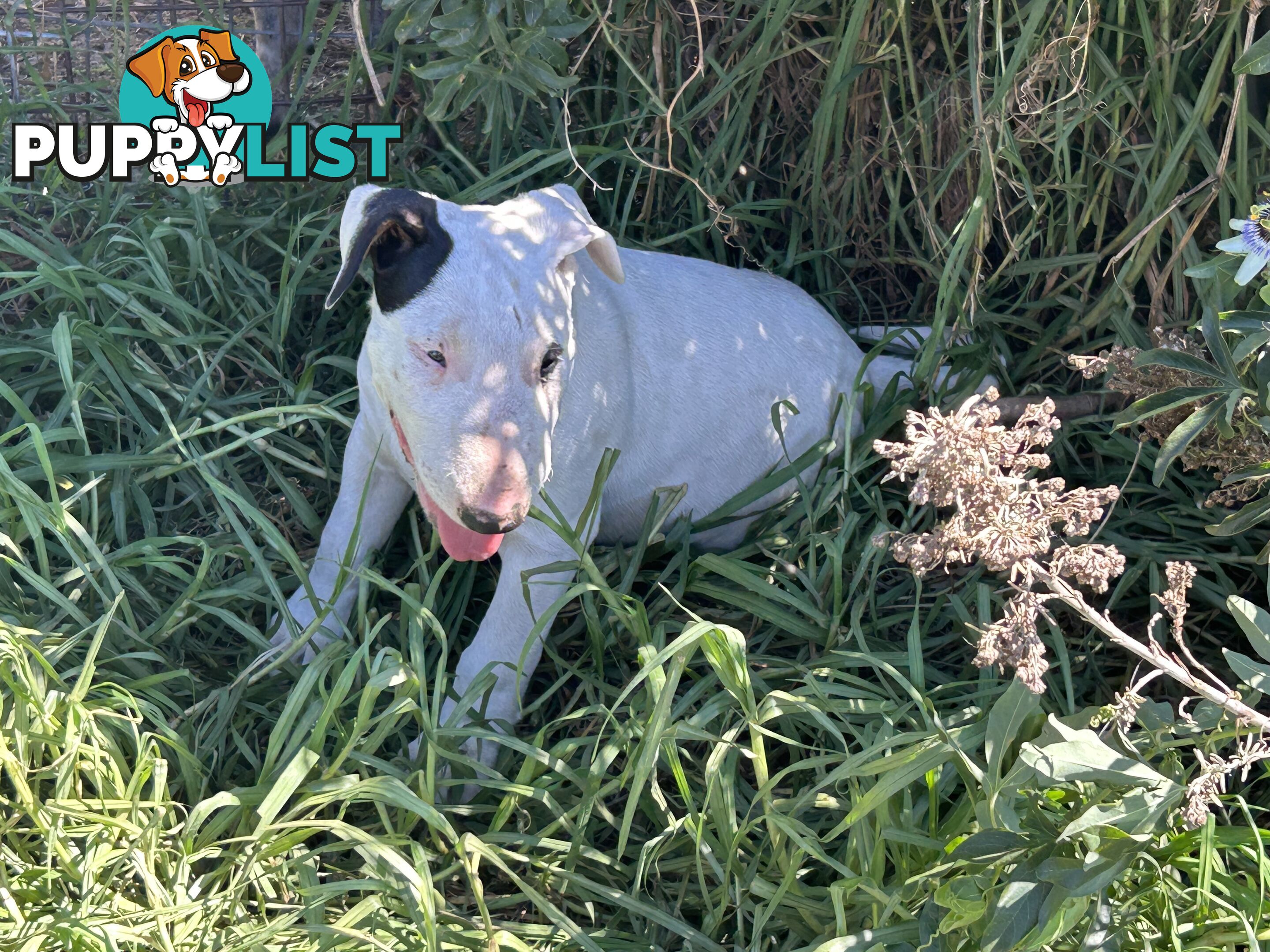 Pure breed Roman nose bull terriers