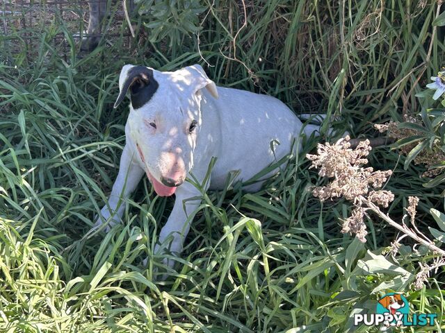 Pure breed Roman nose bull terriers