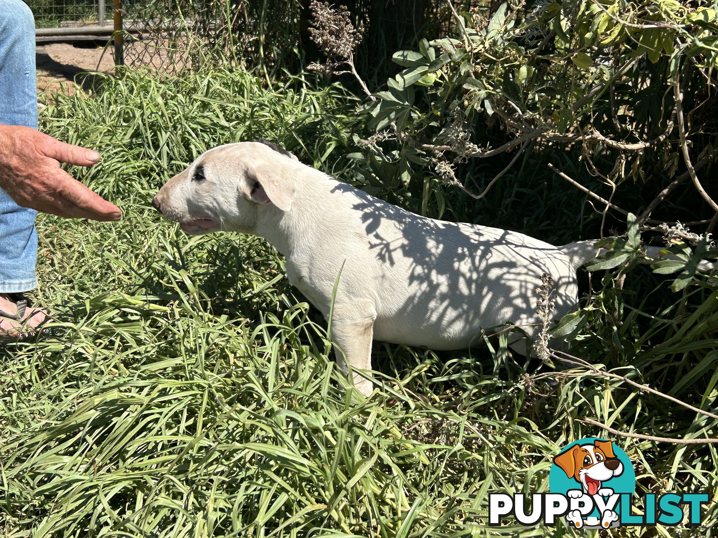 Pure breed Roman nose bull terriers