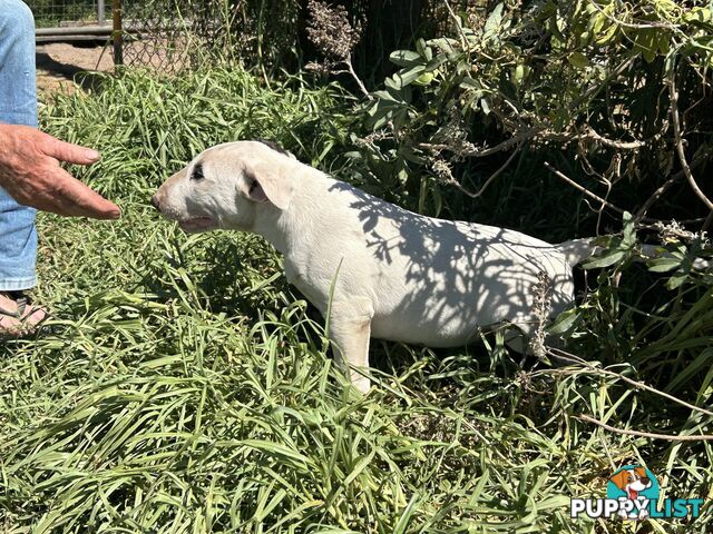 Pure breed Roman nose bull terriers