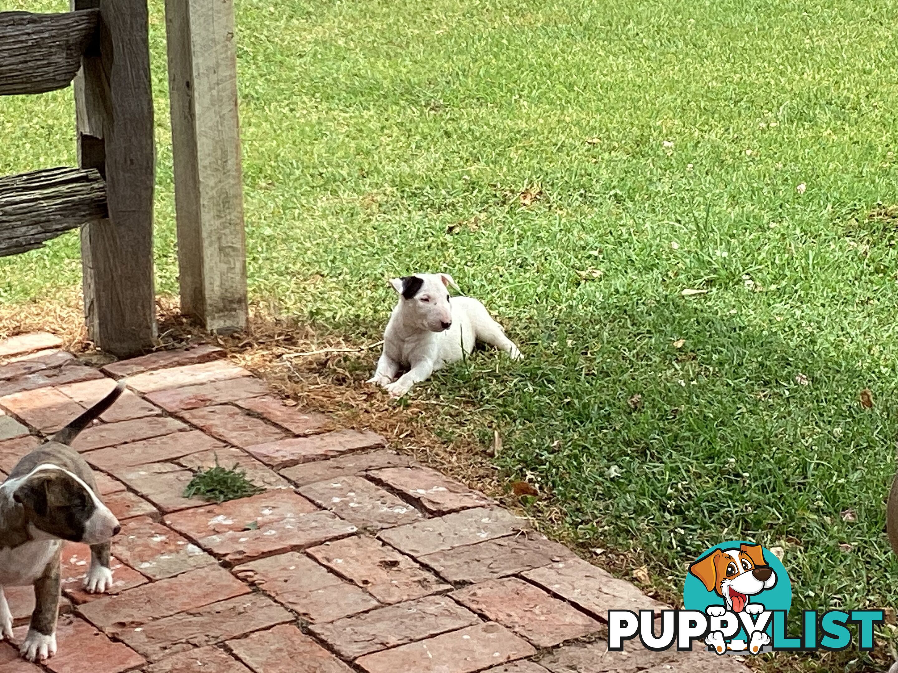 Pure breed Roman nose bull terriers