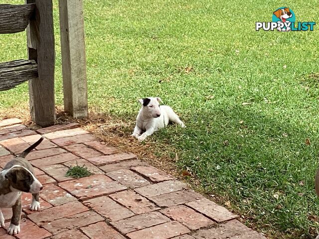 Pure breed Roman nose bull terriers