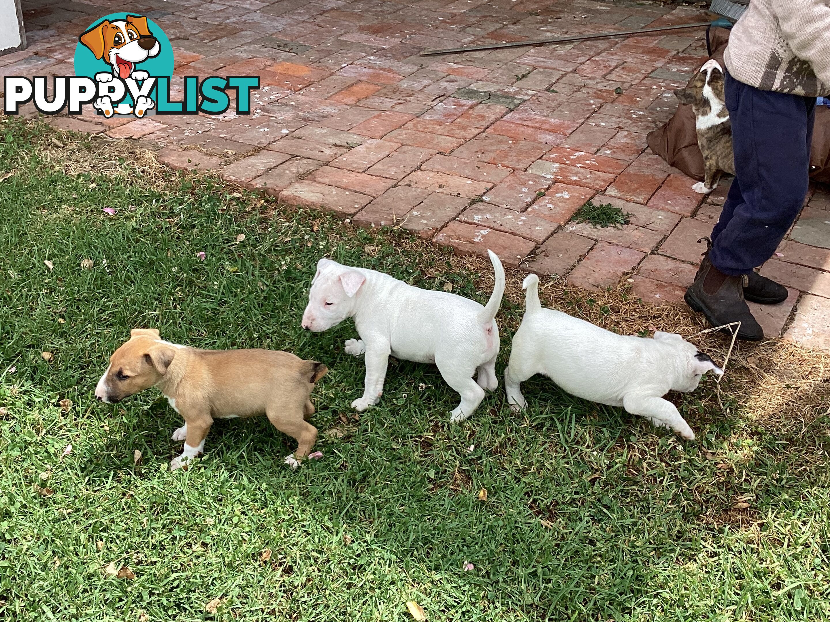 Pure breed Roman nose bull terriers