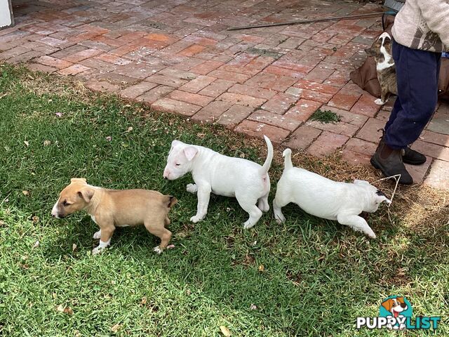 Pure breed Roman nose bull terriers