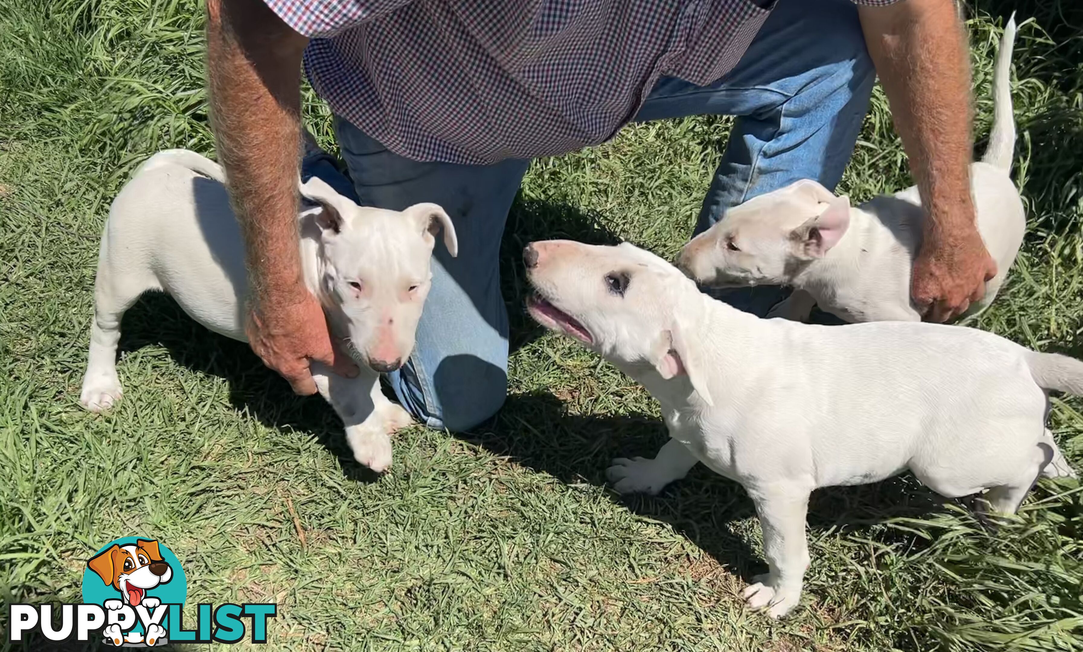 Pure breed Roman nose bull terriers