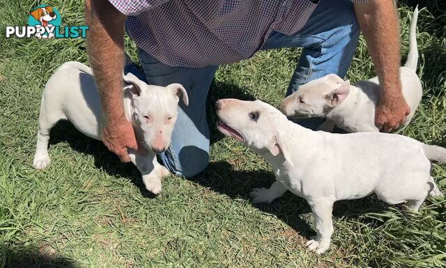 Pure breed Roman nose bull terriers