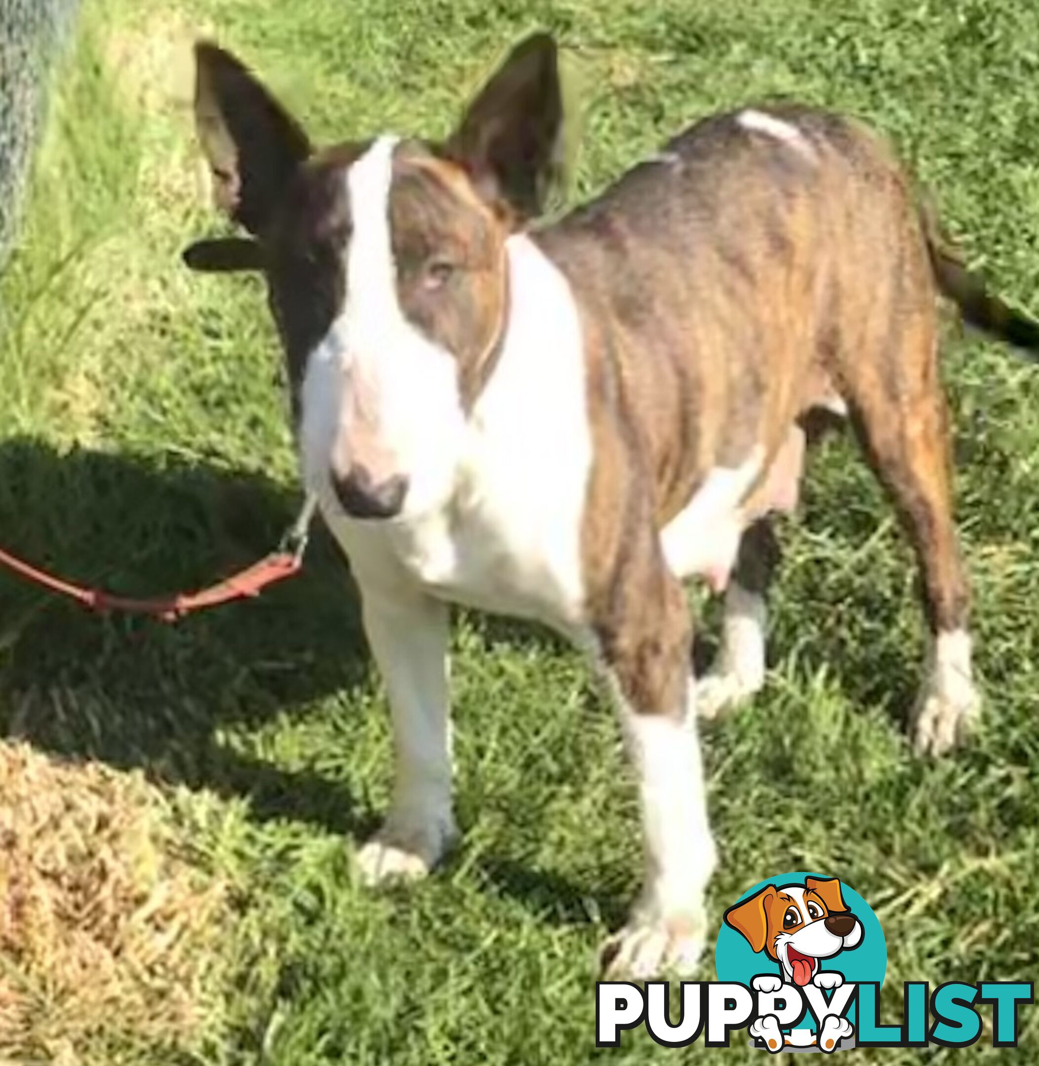 Pure breed Roman nose bull terriers