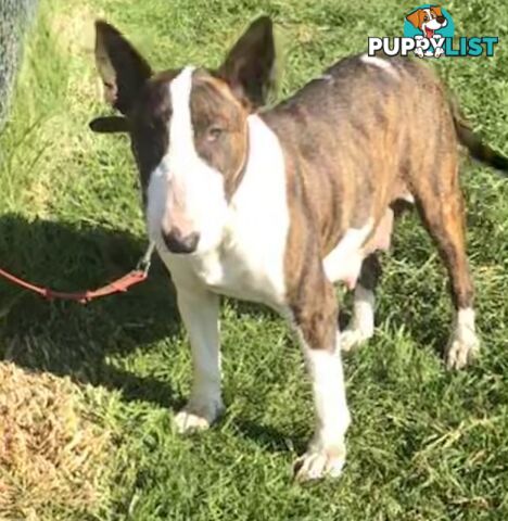 Pure breed Roman nose bull terriers