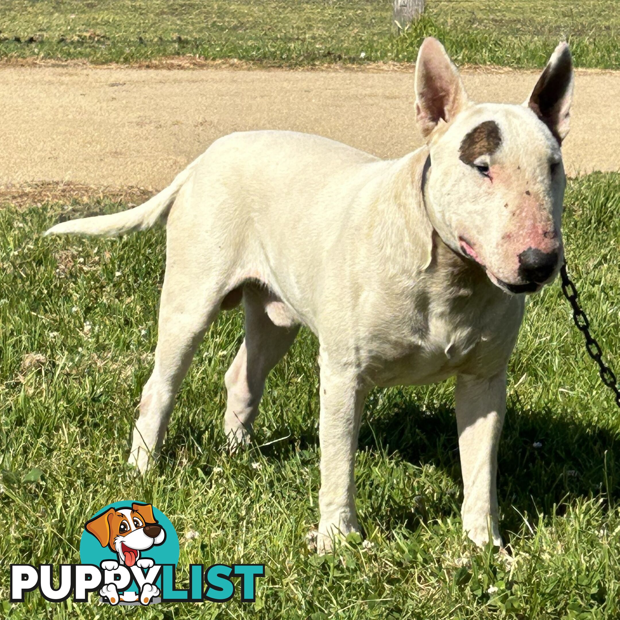 Roman nose bull terrier puppies