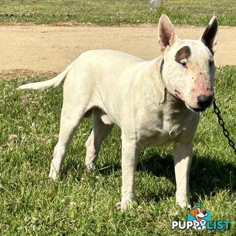 Roman nose bull terrier puppies