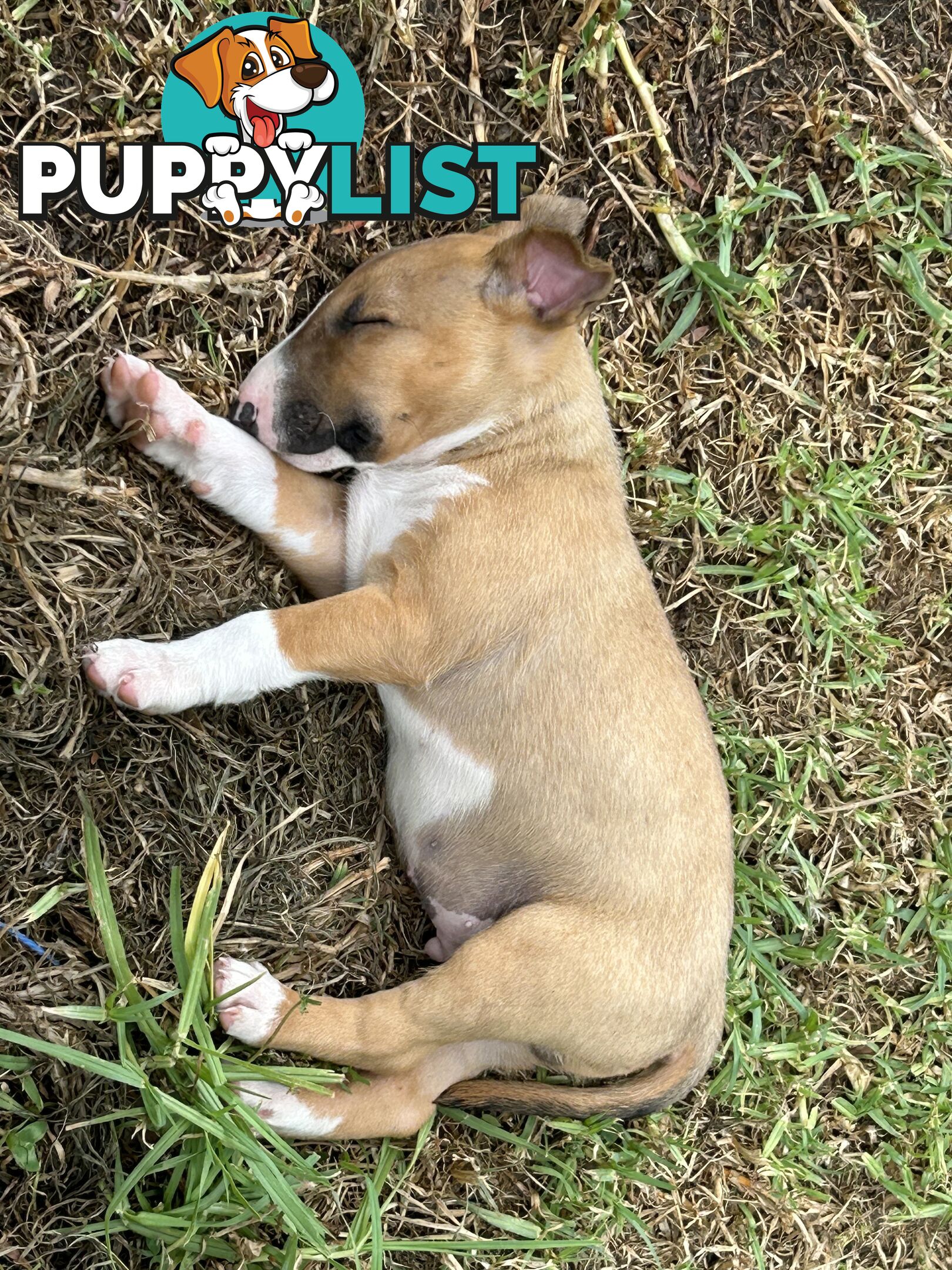 Roman nose bull terrier puppies