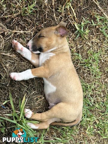 Roman nose bull terrier puppies