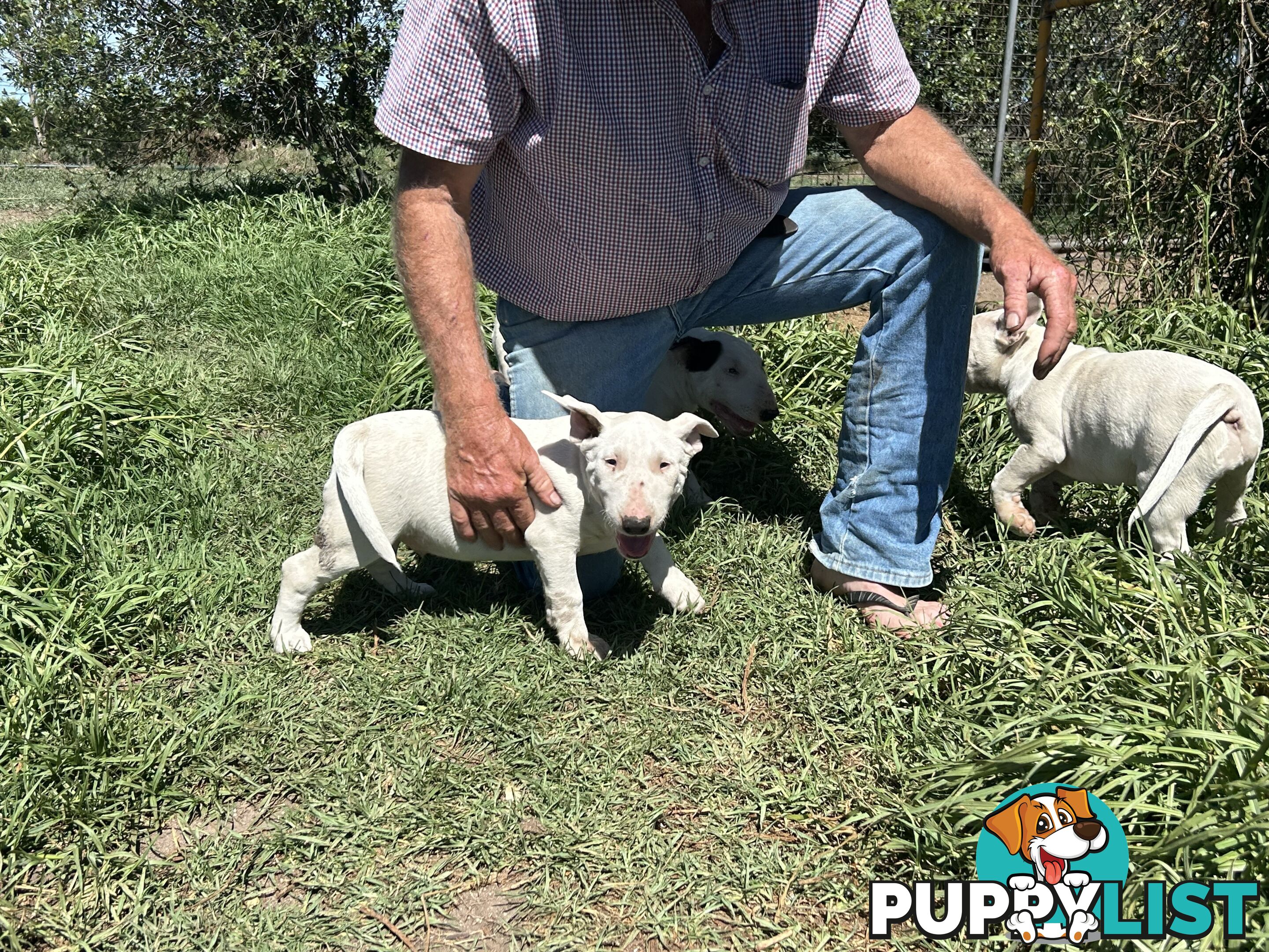 Roman nose bull terrier puppies