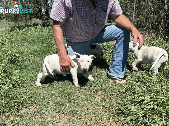 Roman nose bull terrier puppies