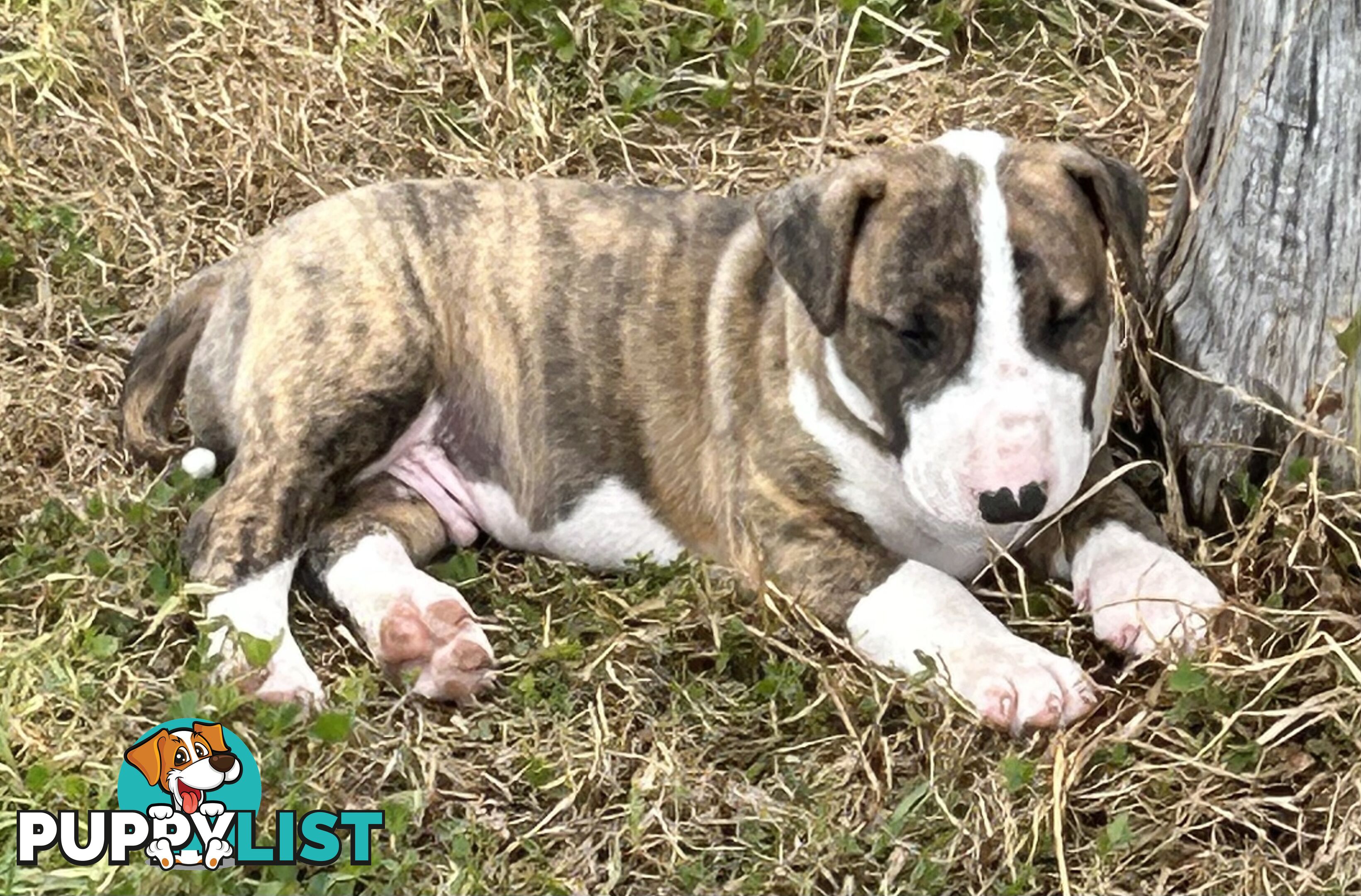 Roman nose bull terrier puppies