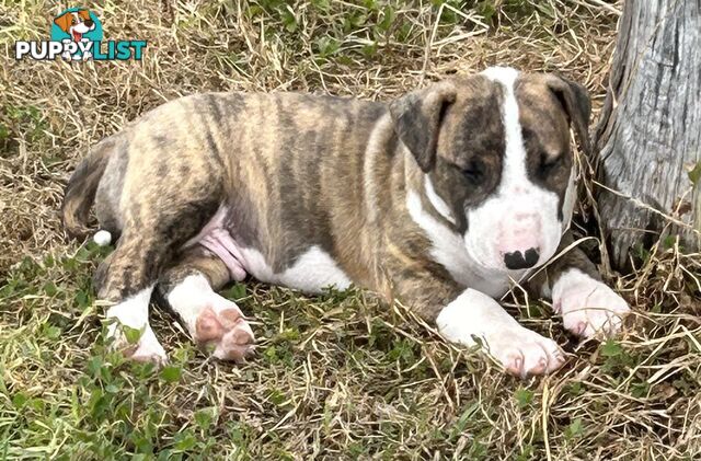 Roman nose bull terrier puppies