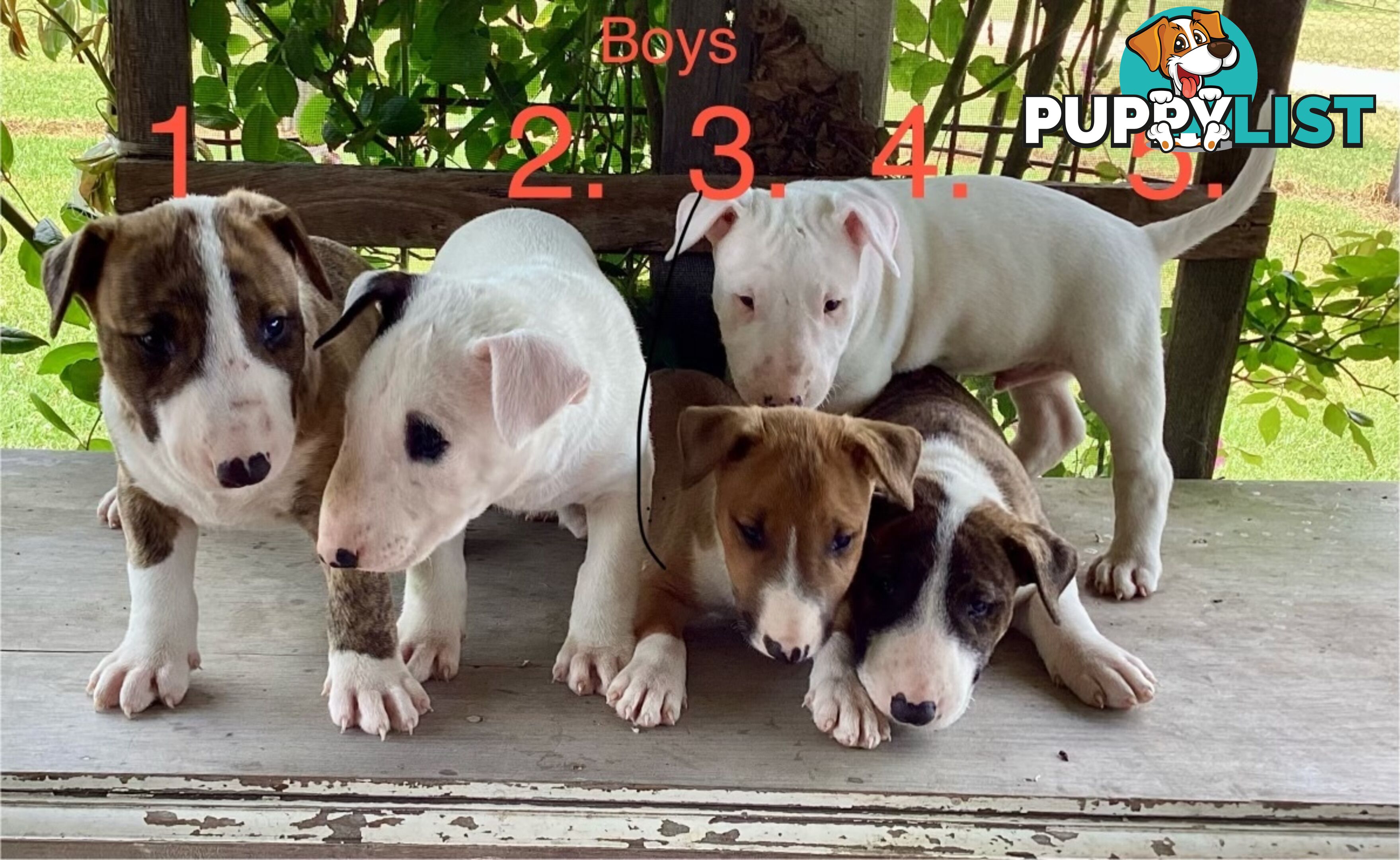 Roman nose bull terrier puppies