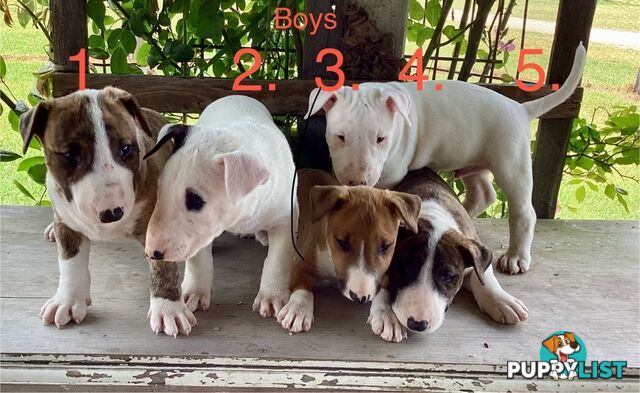 Roman nose bull terrier puppies