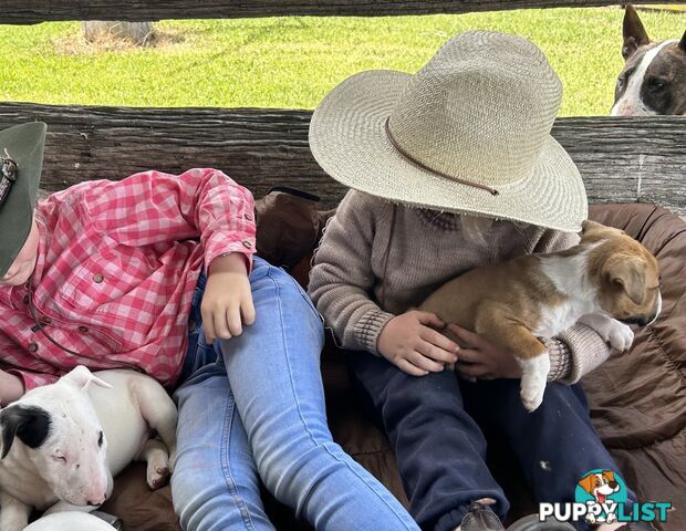 Roman nose bull terrier puppies