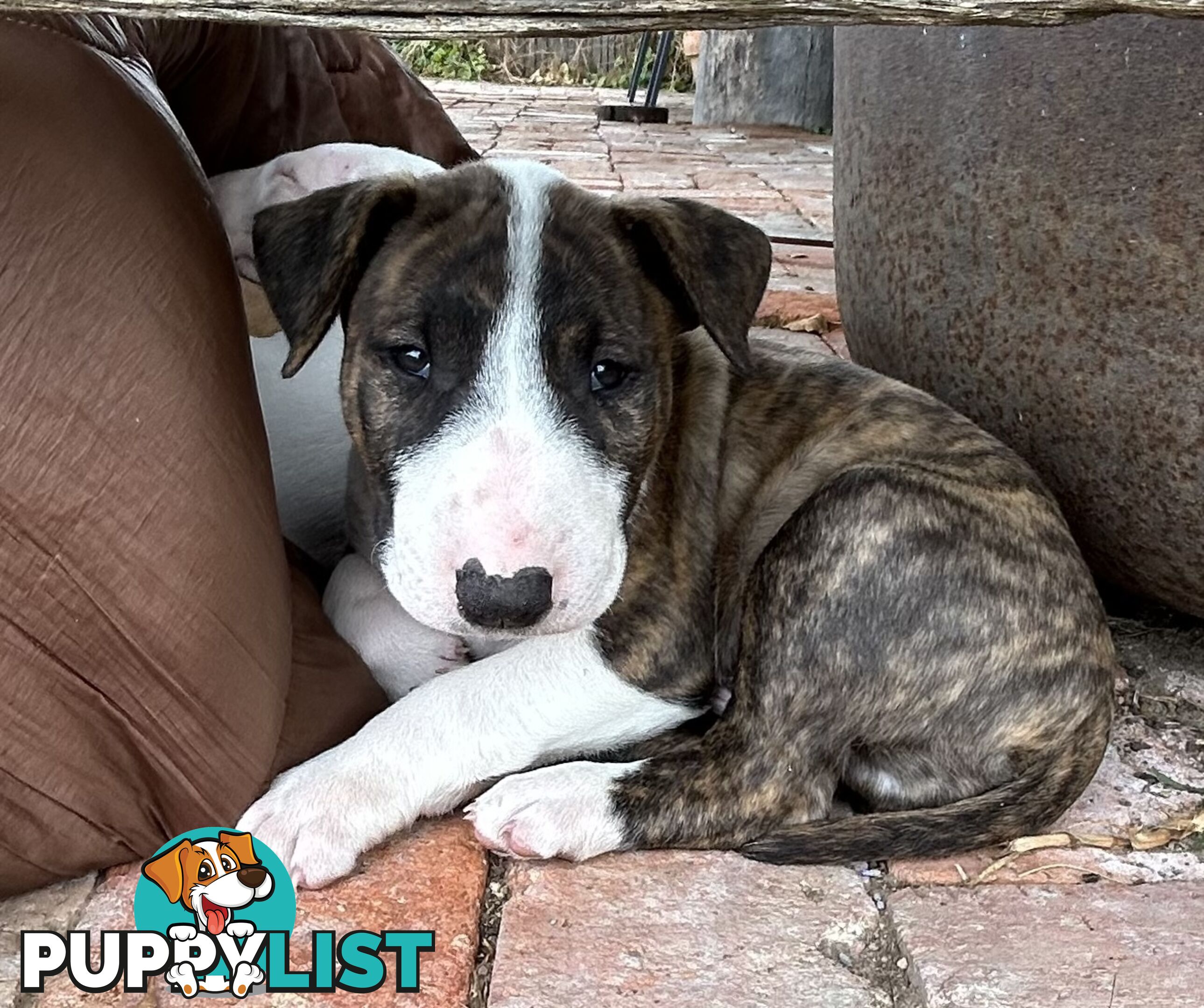 Roman nose bull terrier puppies