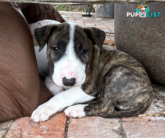 Roman nose bull terrier puppies